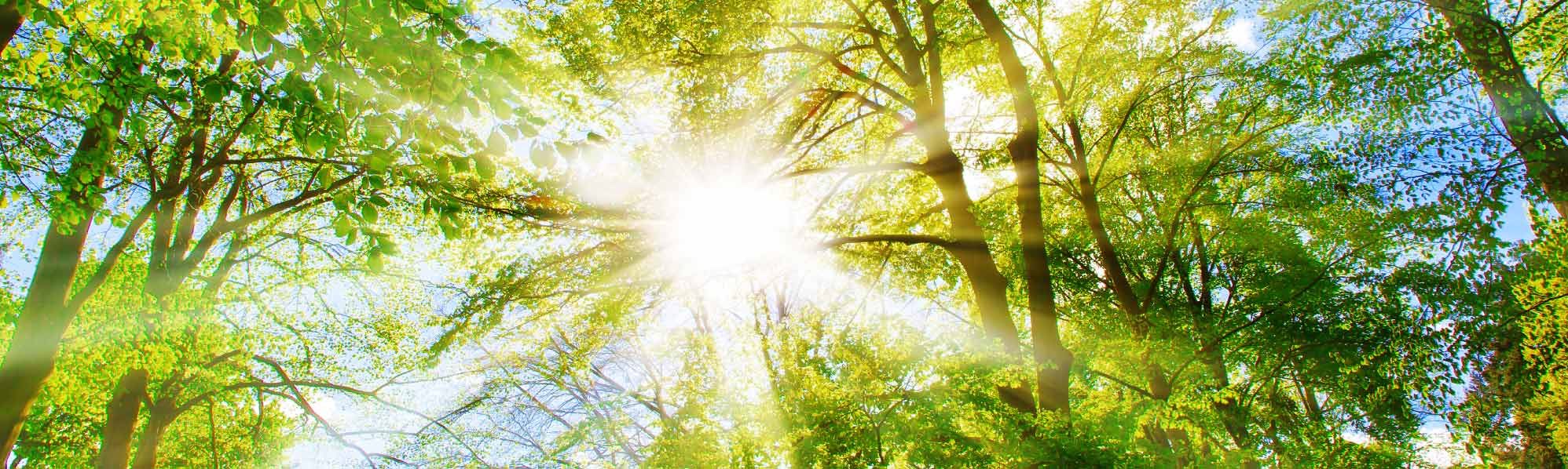 A picture of a forest with sunlight coming through the trees