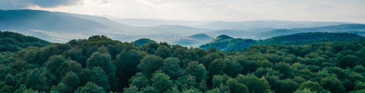 Aerial view of a large forest with a misty skyline above the trees.